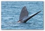 Avistaje de ballenas en Puerto Madryn