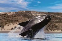 puerto madryn